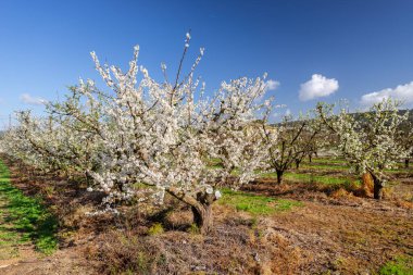 Çiçekli şeftali ağaçları, Terracor çiftliği, Manacor, Mallorca, Balear Adaları, İspanya
