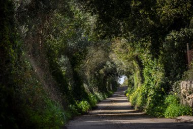 Puig de Son Talent, Manacor, Mallorca, Balearic Adaları, İspanya, Manacor, Mallorca, Balear Adaları 'na giden yoldaki vahşi zeytin ağaçları tüneli.