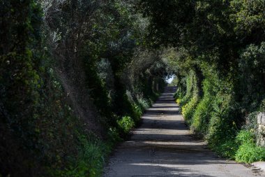 Puig de Son Talent, Manacor, Mallorca, Balearic Adaları, İspanya, Manacor, Mallorca, Balear Adaları 'na giden yoldaki vahşi zeytin ağaçları tüneli.