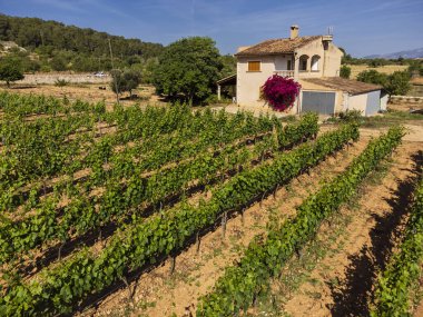Üzüm bağları, VINYA TAUJANA Şaraphanesi, Santa Eugenia, Mallorca, Balearic Adaları, İspanya