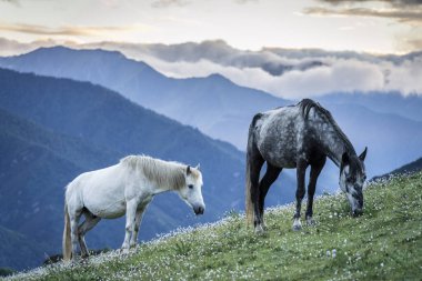 Arka planda dağlarla otlayan atlar, Shuangdiao Tibet Köyü, Siguniangshan Kasabası, Qionglai Dağları, Ngawa Tibetan ve Qiang Özerk Bölgesi, Sichuan, Çin