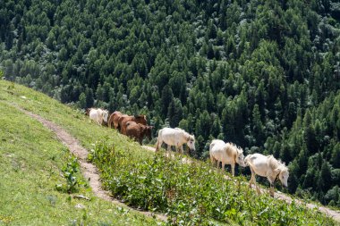 Haizigou Vadisi, Siguniang Dağı Ulusal Parkı, Qionglai Dağları, Ngawa Tibetan ve Qiang Özerk Bölgesi, Sichuan, Çin