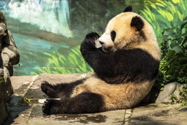 Dev panda (Ailuropoda melanoleuca), Bifengxia Dev Panda Üssü, Ya 'an, Sichuan, Çin