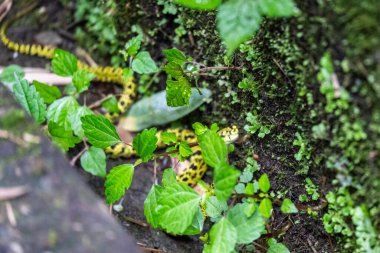 Yoldaki Yılan, Emeishan, Leshan Bölgesi, Sichuan, Çin Halk Cumhuriyeti, Asya