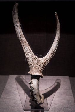 Antler, Shang ve Zhou Hanedanları, Chengdu, Sichuan şehir merkezinden, Çin Halk Cumhuriyeti, Asya