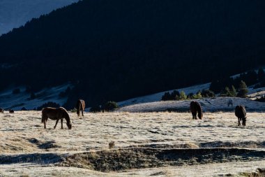Atlar Aran Vadisi 'ndeki Bere ovasının çayırında otluyor. Lleida, Katalonya, İspanya