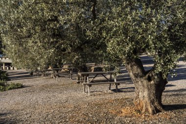 Vall d 'Alba, antik zeytin ağaçları parkı, piknik alanı, Valencia Topluluğu, İspanya
