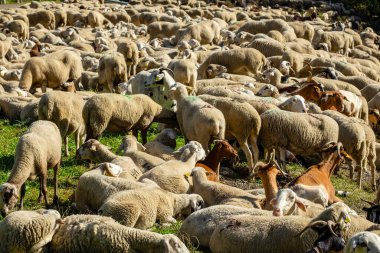 Valira de Castanesa nehrinin yanında dinlenen transhumant sürüsü, Montanuy, Ribagorza belediyesi, Huesca, Aragon, Cordillera de los Pirineos, İspanya
