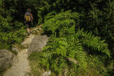 Eğreltiotları arasında gezgin, Llanos de la Larri Patikası, Aragonese Pireneleri, Huesca, İspanya.