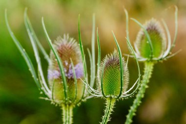 Bir asma tarlasında devedikenleri (VigNoble du Languedoc-Rousillon), Pirenes-Orientales, Fransa, Avrupa