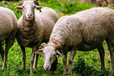 Aranese koyunu, Bausen, Aran vadisi, katalunya, cordillera de los Pirineos, İspanya, Avrupa