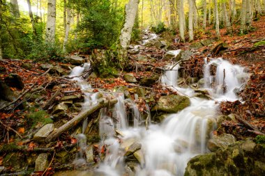 Gabardito ormanlarında, Hecho vadisinde, batı vadilerinde, Pyrenean sıradağlarında, Huesca, Aragon, İspanya