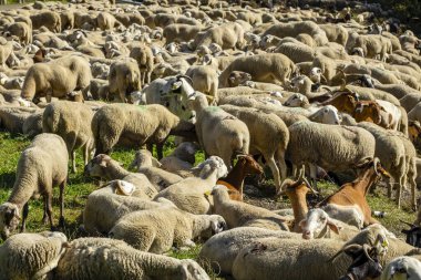 Valira de Castanesa nehrinin yanında dinlenen transhumant sürüsü, Montanuy, Ribagorza belediyesi, Huesca, Aragon, Cordillera de los Pirineos, İspanya