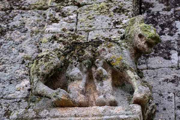Dişi kurt yavruları, San Pedro da Mezquita, Ulusal Anıt, La Merca belediyesi, Orense, İspanya