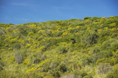 Akdeniz fırçası. S 'Albufera des Grau doğal parkı. Menorka. Biyosfer rezervi. Balear Adaları. İspanya.