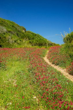 Cala de Sa Torre, Parc natural de s 'Albufera des Grau, Menorca, Biyosfer Rezervi, Balear Adaları, İspanya