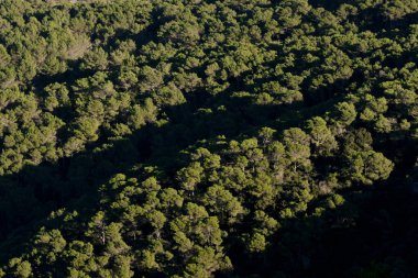 Pinos de halepo.Es Mercadal.Menorca.Balearic Adaları. İspanya.