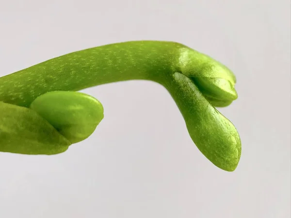 Slutna Orkidéknoppar Grå Bakgrund Krukväxt Makrofotografi — Stockfoto