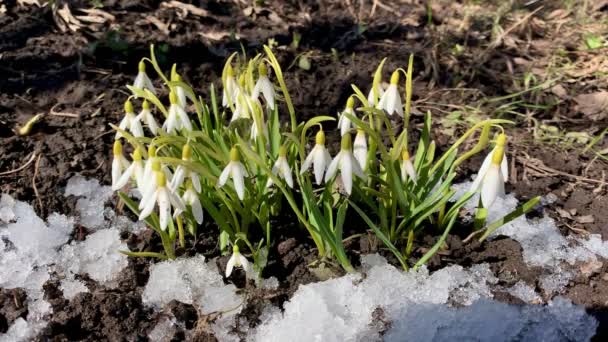 Kis Hóvirág Lengett Szélben Kora Tavasszal Fehér Virágok Hóban — Stock videók