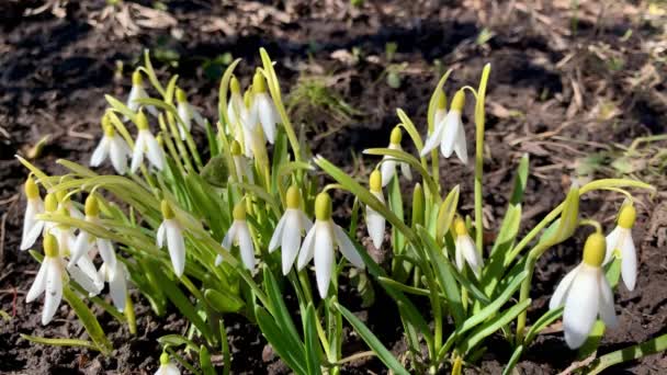 Kis Hóvirág Kora Tavasszal Fehér Virág Hóban Közelkép — Stock videók