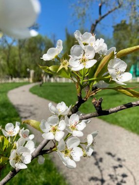 Kiraz ağacı dalı, baharın filizlenmesi parkta güneşli bir gün.
