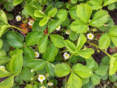 Bahçede çilekler açar, ilkbahar meyveleri dışarıda yetişir.