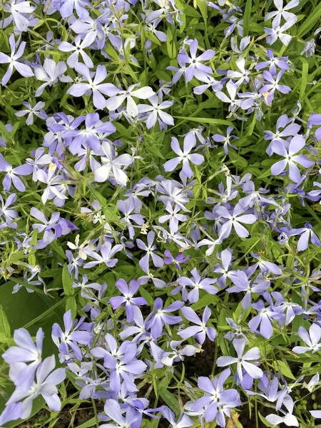 Violet phlox bloom in the garden, spring flower outdoors pattern — Stock Photo, Image
