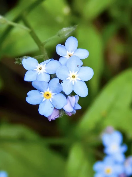 Blue forget-me-not flower in macro, closeup of spring Myosotis — Stock Photo, Image