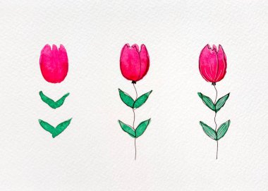 Adım adım suluboya talimatları, botanik çizim, pembe ve kırmızı çiçek