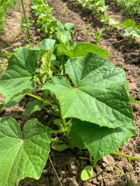 Genç salatalıklı yataklar, siyah toprak, bahçede yeşil sebzeler.