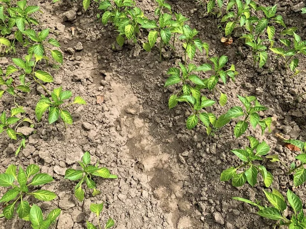 Camas com brotos jovens da páprica, solo preto, vegetais verdes crescentes no jardim — Fotografia de Stock