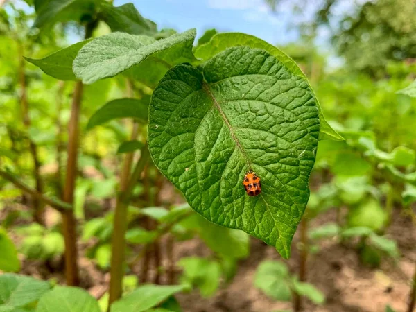 Colorado beetle larva on young potato leaves, Leptinotarsa decemlineata in green garden, selective focus — Stock fotografie