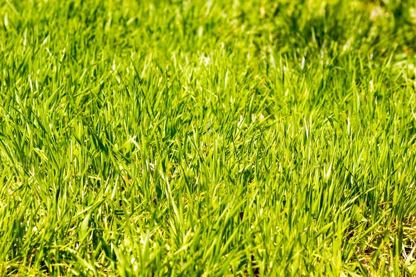 Grönt gräs på solig dag — Stockfoto