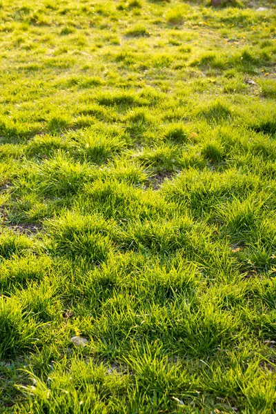 Grönt gräs på solig dag — Stockfoto