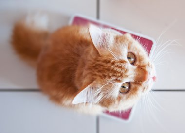 Ölçek ağırlığında üzerinde sarı kedi