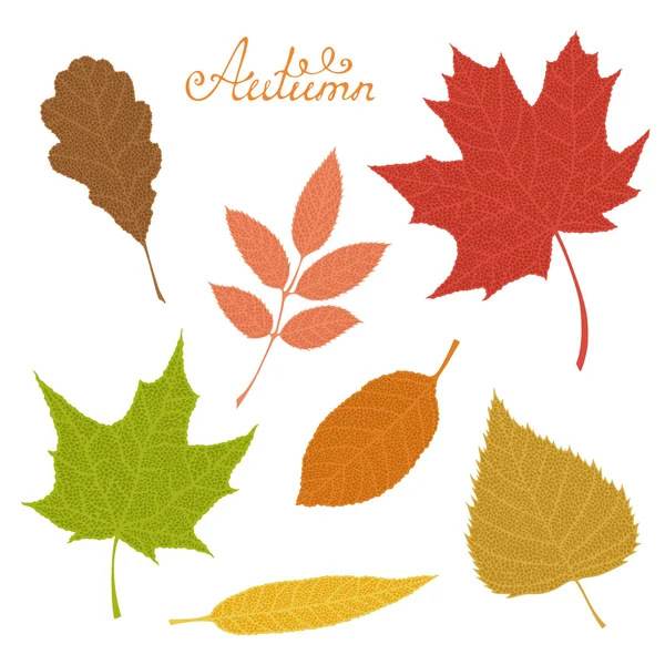 Set of veined autumn leaves isolated on white background. — Stock Vector