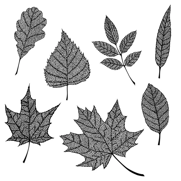 Conjunto de hojas. — Archivo Imágenes Vectoriales