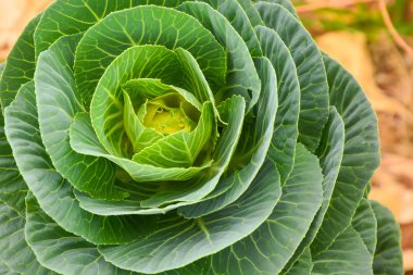 Close up of ornamental cabbage clipart
