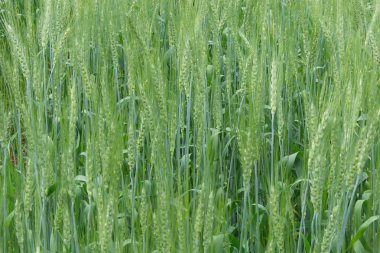 Yeşil buğday alanı