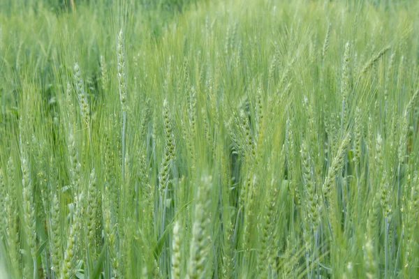 Het Gebied Van Groene Tarwe — Stockfoto