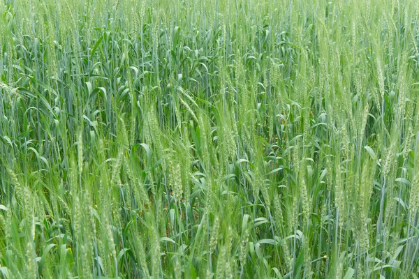 Het Gebied Van Groene Tarwe — Stockfoto