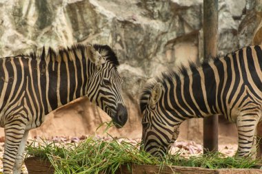 İki zebra bir çim yeme