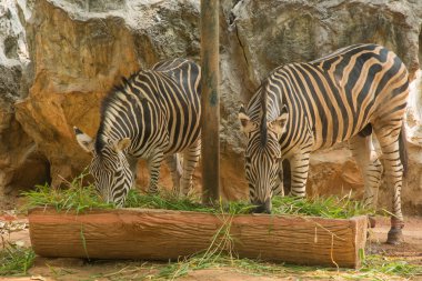 İki zebra bir çim yeme