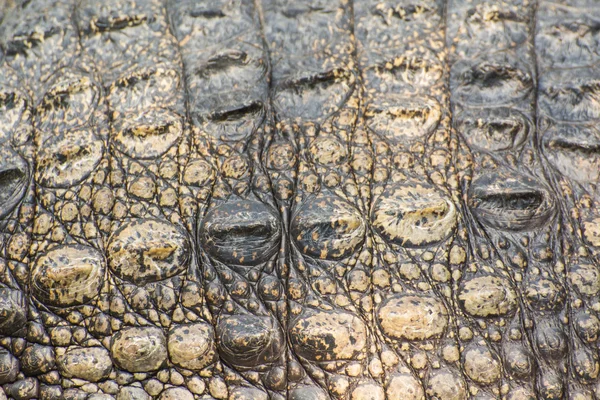 Close Crocodie Pele — Fotografia de Stock