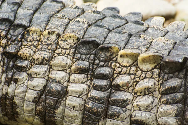 Close Crocodie Pele — Fotografia de Stock