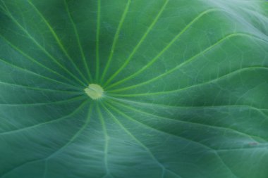 Lotus yaprağı