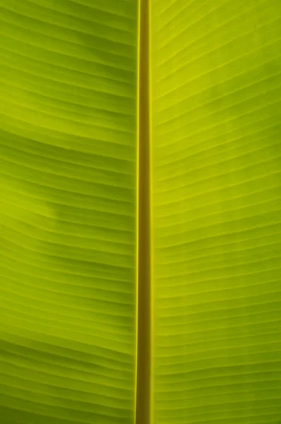 Bananenblad — Stockfoto