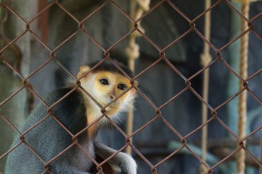 Douc Langur