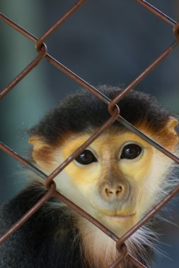 Douc Langur