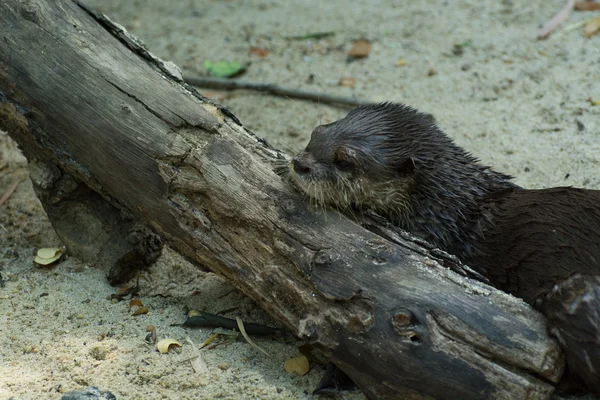 Otter op log — Stockfoto